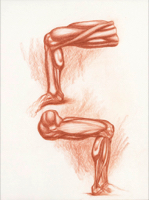 Anatomical Study, Lower Extremity 4